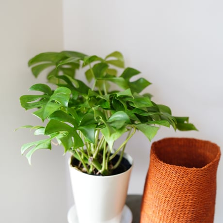 ＜CLOUDY×gui＞MONSTERA  BASKET  SET（ORANGE）