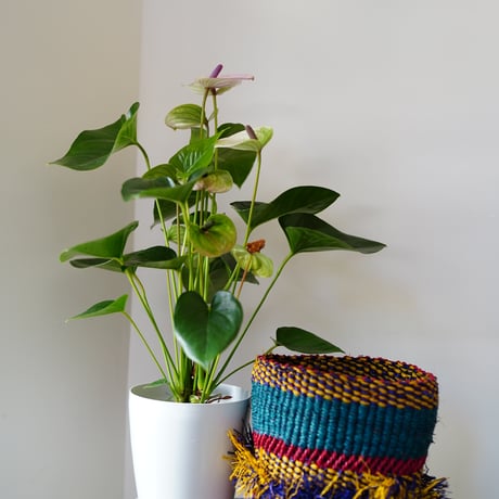 ＜CLOUDY×gui＞ ANTHRIUM BASKET SET（COLORFUL）