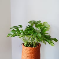 ＜CLOUDY×gui＞MONSTERA  BASKET  SET（ORANGE）