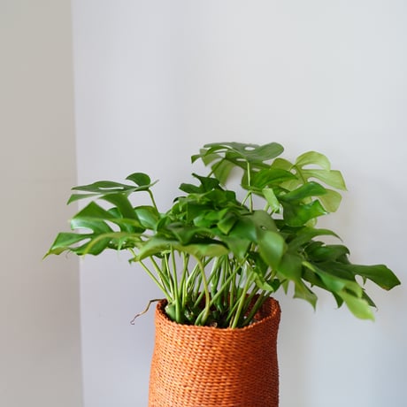 ＜CLOUDY×gui＞MONSTERA  BASKET  SET（ORANGE）