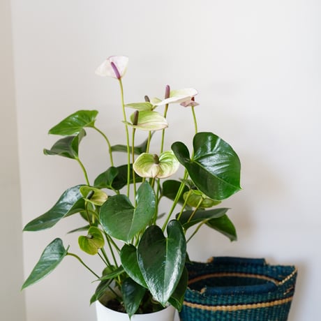＜CLOUDY×gui＞ ANTHRIUM BASKET SET（GREEN）