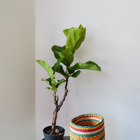 ＜CLOUDY×gui＞ FICUS BASKET SET（STRIPE）