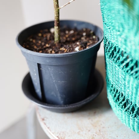 ＜CLOUDY×gui＞ FICUS BASKET SET（GREEN）