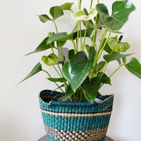 ＜CLOUDY×gui＞ ANTHRIUM BASKET SET（GREEN）