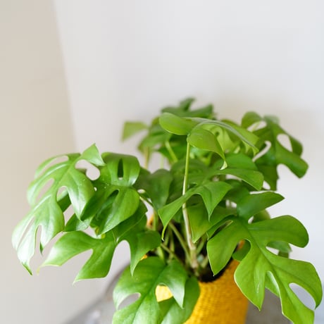 ＜CLOUDY×gui＞MONSTERA  BASKET  SET（YELLOW）