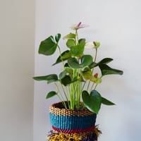 ＜CLOUDY×gui＞ ANTHRIUM BASKET SET（COLORFUL）