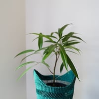 ＜CLOUDY×gui＞ FICUS BASKET SET（GREEN）