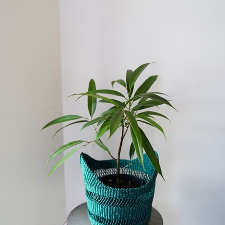＜CLOUDY×gui＞ FICUS BASKET SET（GREEN）