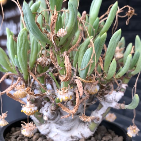 othonna clavifolia《LL size》激希少※現地球発根済※極太塊根を持つ大変古木で美しい一株‼︎肉々しく躍動感＆どっしり構えが堪らない良樹形‼︎※black bowl pot植え