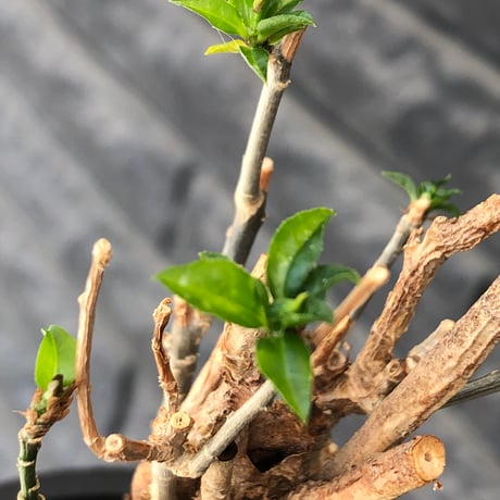 euphorbia mahabobokensis《L size》球体大株※現地球株発根済※流通が極めて少なく枝振り＆丸み強き良樹形な一株※black pot植え