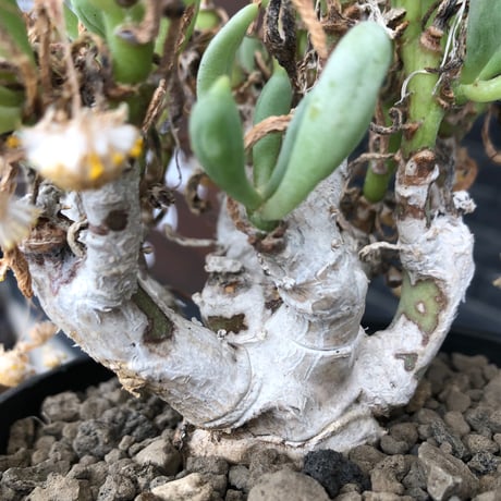 othonna clavifolia《LL size》激希少※現地球発根済※極太塊根を持つ大変古木で美しい一株‼︎肉々しく躍動感＆どっしり構えが堪らない良樹形‼︎※black bowl pot植え