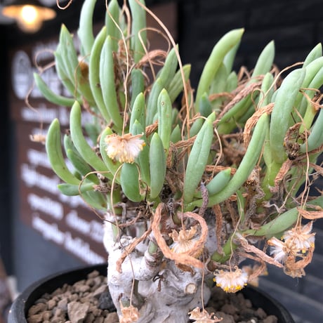 othonna clavifolia《LL size》激希少※現地球発根済※極太塊根を持つ大変古木で美しい一株‼︎肉々しく躍動感＆どっしり構えが堪らない良樹形‼︎※black bowl pot植え