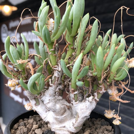 othonna clavifolia《LL size》激希少※現地球発根済※極太塊根を持つ大変古木で美しい一株‼︎肉々しく躍動感＆どっしり構えが堪らない良樹形‼︎※black bowl pot植え