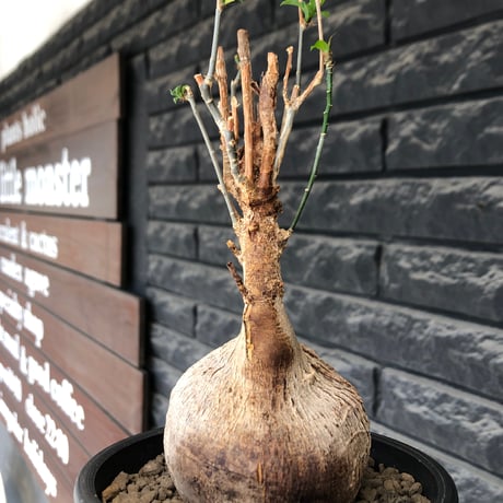 euphorbia mahabobokensis《L size》球体大株※現地球株発根済※流通が極めて少なく枝振り＆丸み強き良樹形な一株※black pot植え