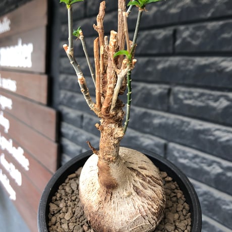 euphorbia mahabobokensis《L size》球体大株※現地球株発根済※流通が極めて少なく枝振り＆丸み強き良樹形な一株※black pot植え