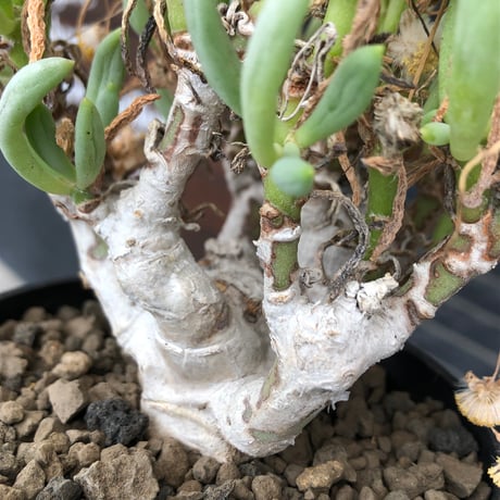 othonna clavifolia《LL size》激希少※現地球発根済※極太塊根を持つ大変古木で美しい一株‼︎肉々しく躍動感＆どっしり構えが堪らない良樹形‼︎※black bowl pot植え