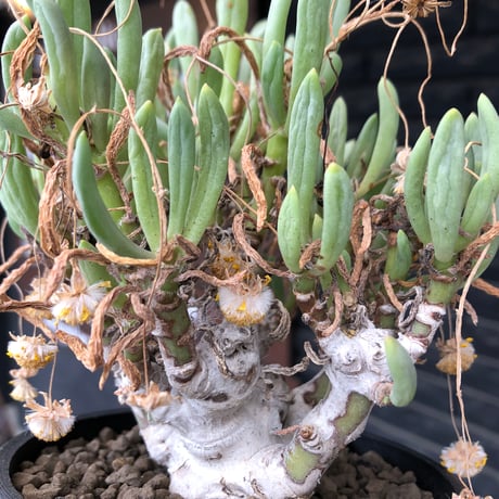 othonna clavifolia《LL size》激希少※現地球発根済※極太塊根を持つ大変古木で美しい一株‼︎肉々しく躍動感＆どっしり構えが堪らない良樹形‼︎※black bowl pot植え