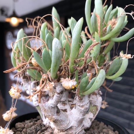 othonna clavifolia《LL size》激希少※現地球発根済※極太塊根を持つ大変古木で美しい一株‼︎肉々しく躍動感＆どっしり構えが堪らない良樹形‼︎※black bowl pot植え
