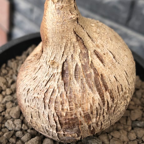 euphorbia mahabobokensis《L size》球体大株※現地球株発根済※流通が極めて少なく枝振り＆丸み強き良樹形な一株※black pot植え