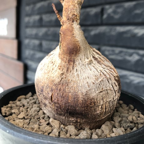 euphorbia mahabobokensis《L size》球体大株※現地球株発根済※流通が極めて少なく枝振り＆丸み強き良樹形な一株※black pot植え