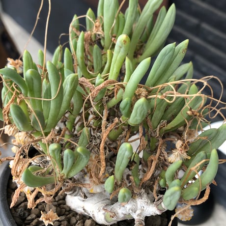 othonna clavifolia《LL size》激希少※現地球発根済※極太塊根を持つ大変古木で美しい一株‼︎肉々しく躍動感＆どっしり構えが堪らない良樹形‼︎※black bowl pot植え