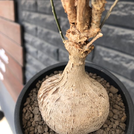 euphorbia mahabobokensis《L size》球体大株※現地球株発根済※流通が極めて少なく枝振り＆丸み強き良樹形な一株※black pot植え