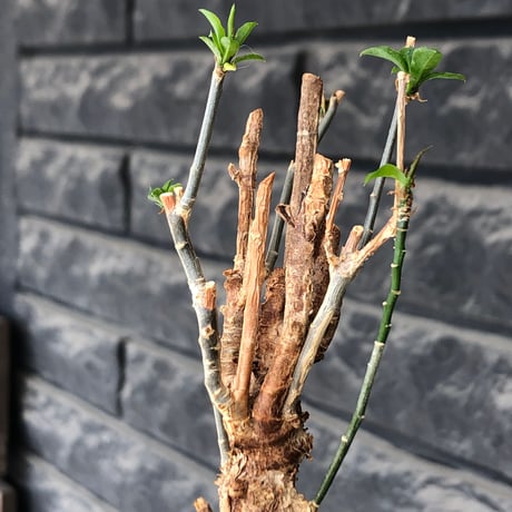 euphorbia mahabobokensis《L size》球体大株※現地球株発根済※流通が極めて少なく枝振り＆丸み強き良樹形な一株※black pot植え