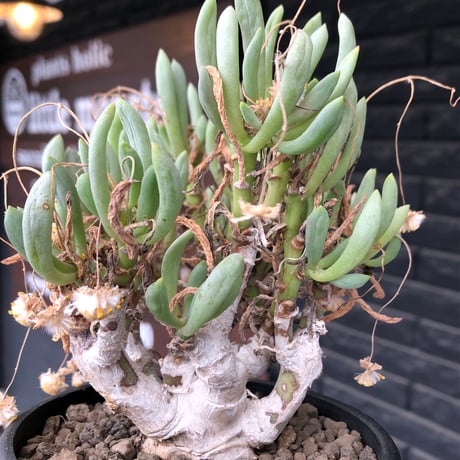 othonna clavifolia《LL size》激希少※現地球発根済※極太塊根を持つ大変古木で美しい一株‼︎肉々しく躍動感＆どっしり構えが堪らない良樹形‼︎※black bowl pot植え