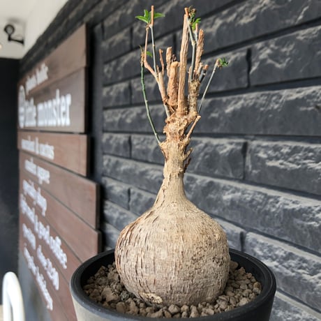 euphorbia mahabobokensis《L size》球体大株※現地球株発根済※流通が極めて少なく枝振り＆丸み強き良樹形な一株※black pot植え