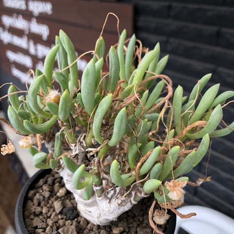 othonna clavifolia《LL size》激希少※現地球発根済※極太塊根を持つ大変古木で美しい一株‼︎肉々しく躍動感＆どっしり構えが堪らない良樹形‼︎※black bowl pot植え