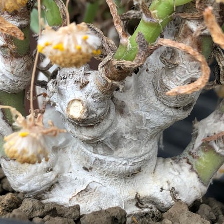 othonna clavifolia《LL size》激希少※現地球発根済※極太塊根を持つ大変古木で美しい一株‼︎肉々しく躍動感＆どっしり構えが堪らない良樹形‼︎※black bowl pot植え