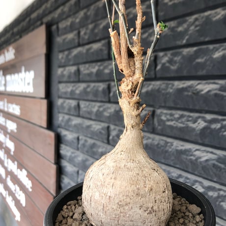 euphorbia mahabobokensis《L size》球体大株※現地球株発根済※流通が極めて少なく枝振り＆丸み強き良樹形な一株※black pot植え
