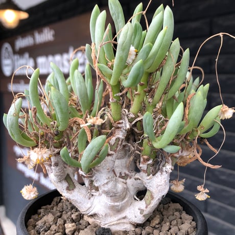 othonna clavifolia《LL size》激希少※現地球発根済※極太塊根を持つ大変古木で美しい一株‼︎肉々しく躍動感＆どっしり構えが堪らない良樹形‼︎※black bowl pot植え