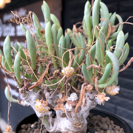 othonna clavifolia《LL size》激希少※現地球発根済※極太塊根を持つ大変古木で美しい一株‼︎肉々しく躍動感＆どっしり構えが堪らない良樹形‼︎※black bowl pot植え