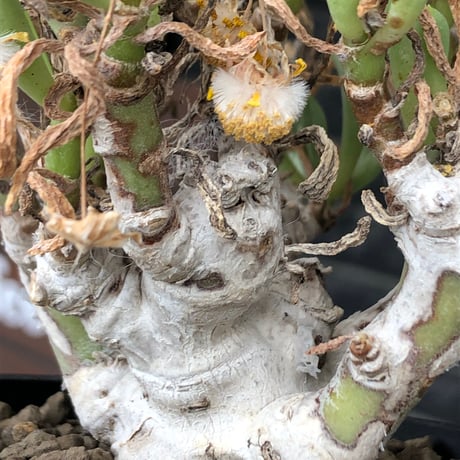 othonna clavifolia《LL size》激希少※現地球発根済※極太塊根を持つ大変古木で美しい一株‼︎肉々しく躍動感＆どっしり構えが堪らない良樹形‼︎※black bowl pot植え