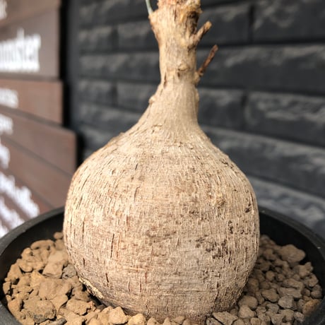 euphorbia mahabobokensis《L size》球体大株※現地球株発根済※流通が極めて少なく枝振り＆丸み強き良樹形な一株※black pot植え