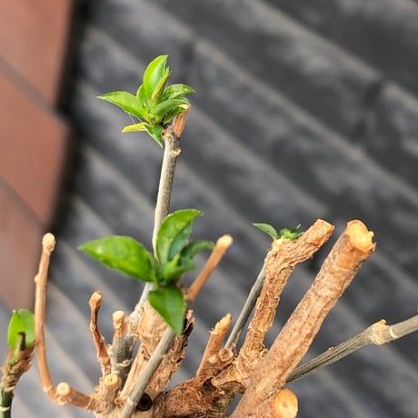 euphorbia mahabobokensis《L size》球体大株※現地球株発根済※流通が極めて少なく枝振り＆丸み強き良樹形な一株※black pot植え