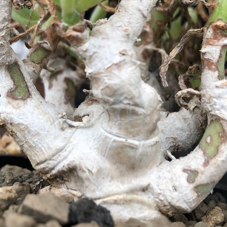 othonna clavifolia《LL size》激希少※現地球発根済※極太塊根を持つ大変古木で美しい一株‼︎肉々しく躍動感＆どっしり構えが堪らない良樹形‼︎※black bowl pot植え