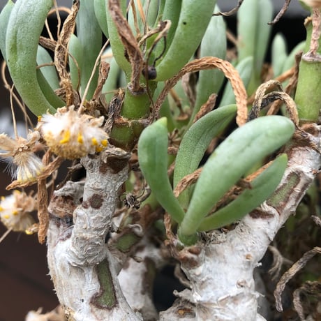 othonna clavifolia《LL size》激希少※現地球発根済※極太塊根を持つ大変古木で美しい一株‼︎肉々しく躍動感＆どっしり構えが堪らない良樹形‼︎※black bowl pot植え