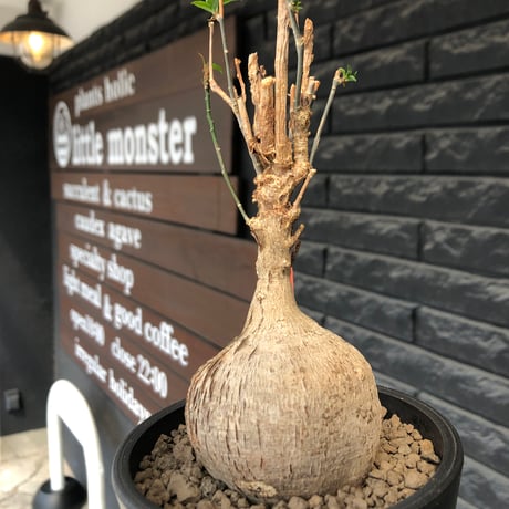 euphorbia mahabobokensis《L size》球体大株※現地球株発根済※流通が極めて少なく枝振り＆丸み強き良樹形な一株※black pot植え