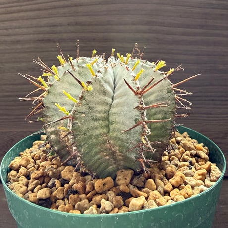 95、Euphorbia horrida