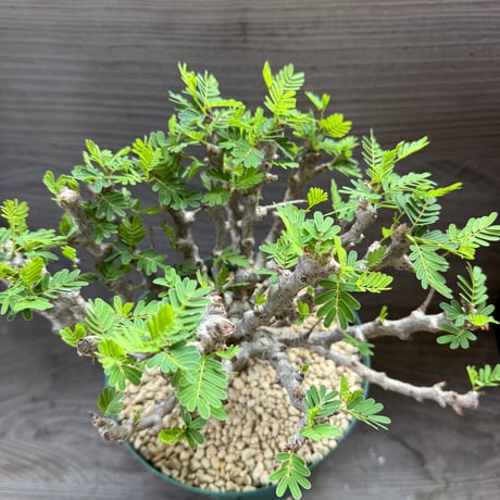89、Senna meridionalis