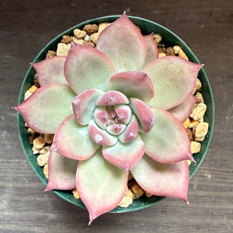 69、Echeveria lindsayana