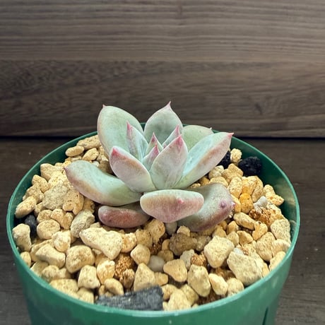 75、Echeveria ’CS-NO-01’ ’Super White’