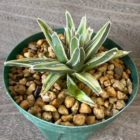 42、Agave 笹の雪錦（細葉タイプ）