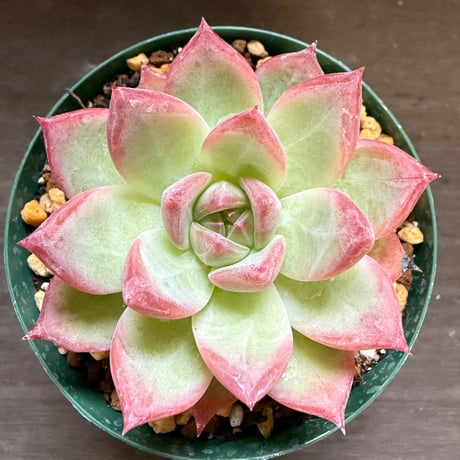 9、Echeveria colorata ’Desert Harmony’（実）