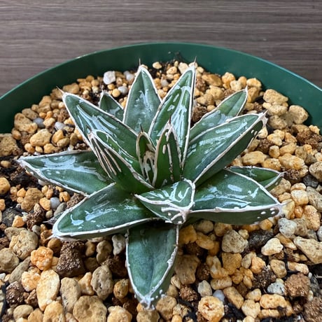 103、Agave 笹の雪’NO-03’
