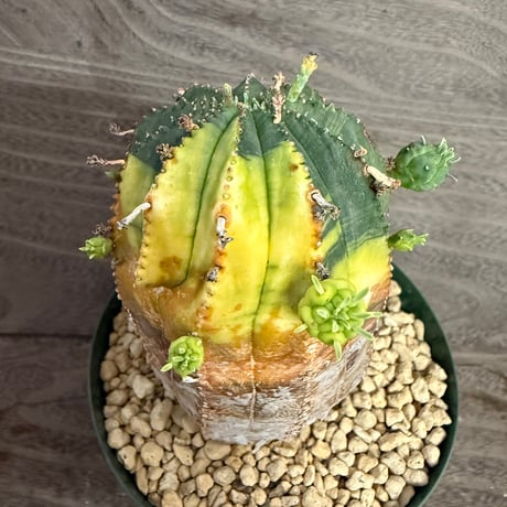 122、Euphorbia オベサ梵天錦