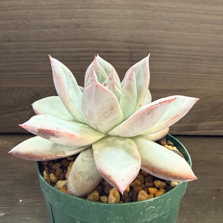 68、Echeveria ’CS-NO-11’ ’CPS02×Wildcolorata’