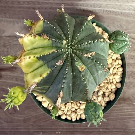 122、Euphorbia オベサ梵天錦